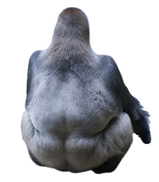 Back view at an adult gorilla male, the silverback, isolated on white background. The chief of monkey family. Really great ape, the most mighty and biggest primate.