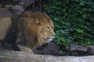 Prowling Asian lion, hunting in montain forest. Wild beauty of the very dangerous beast. Greatness and grace of the biggest cat.