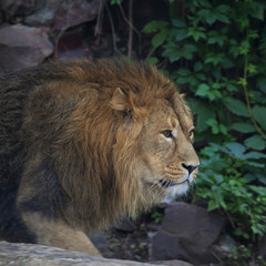 A prowling Asian lion, hunting in the montain forest. Wild beauty of the very dangerous beast. Greatness and grace of the biggest cat.