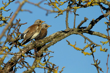 Wacholderdrosselpaar