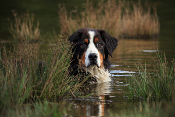 Berner Sennenhund im Teich