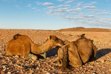 Papier Peint photo Lavable Chameau two camels in desert