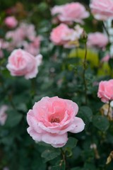 Pink rose garden close up
