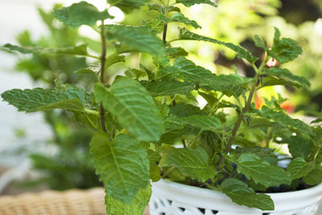 Frische Minze im Topf, Mentha
