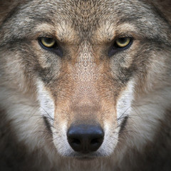 Une vrille regarde droit dans ton âme d& 39 une femelle loup sévère. Expression menaçante du jeune loup européen de deux ans, très bel animal et bête extrêmement dangereuse.