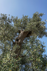 olive tree