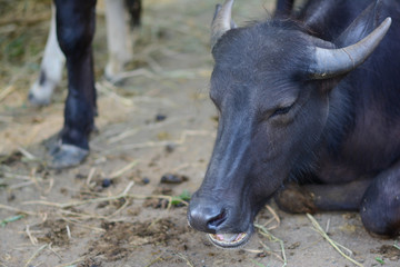 Thailand cow.