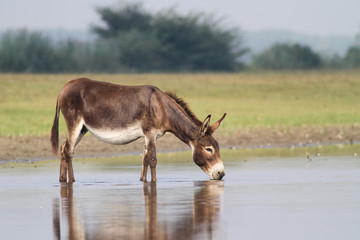 Young fertile donkey drinking water