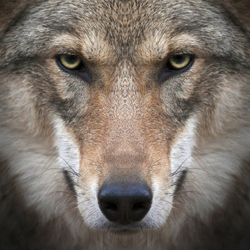 Fototapeta A gimlet look straight into your soul of a severe wolf female. Menacing expression of the young, two year old, european wolf, very beautiful animal and extremely dangerous beast.