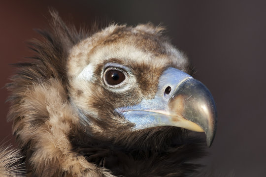 Face portrait of a Cinereous Vulture (Aegypius monachus), is also known as the Black Vulture, Monk Vulture, or Eurasian Black Vulture. The largest true bird of prey in the world.