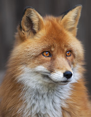 Portrait of a red fox male, vulpes vulpes. The head a beautiful forest wild beast. Smart look of a dodgy vulpes, skilled raptor and elegant animal. Cute and cuddly creature.
