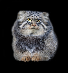 Animal portrait of a Pallas' cat, or manul cat, or otocolobus manul, or asian wild cat, or Felis...