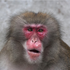 Stare of a Japanese macaque male. Expressive red face of the monkey family chief. Human like grimace of the excellent animal. Inimitable beauty of the wildlife.