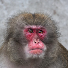Side look of a Japanese macaque male. Expressive red face of the monkey family chief. Human like grimace of the excellent animal. Inimitable beauty of the wildlife.
