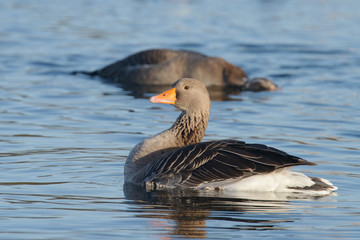 Greylag Goose, goose