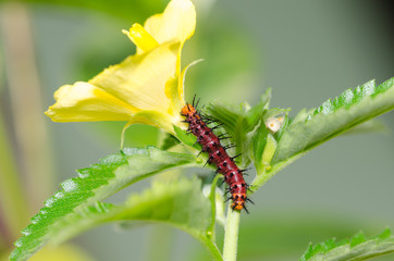 Dark red caterpillar on green leaf and yellow flower