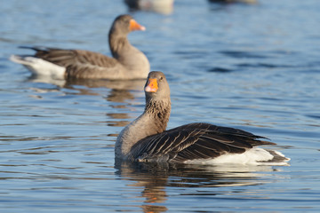 Greylag Goose, goose