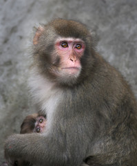 Mother protection of a Japanese macaque. Monkey female defends her baby with her own body. Human like expression on the pink face of the cute primate.