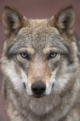 Eine junge europäische Wolfsfrau mit verschmutzter Nase, die direkt in die Kamera schaut. Gesichtsporträt eines gefährlichen Waldtieres, Canis lupus lupus, auf unscharfem rosa Hintergrund. Schönheit der Tierwelt.