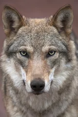 Stickers pour porte Loup Une jeune femelle loup européen au nez souillé, regardant directement dans l& 39 appareil photo. Portrait de visage d& 39 une bête dangereuse de la forêt, Canis lupus lupus, sur fond rose flou. Beauté de la faune.