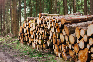 Stapel Baumstämme am Wegesrand im Wald