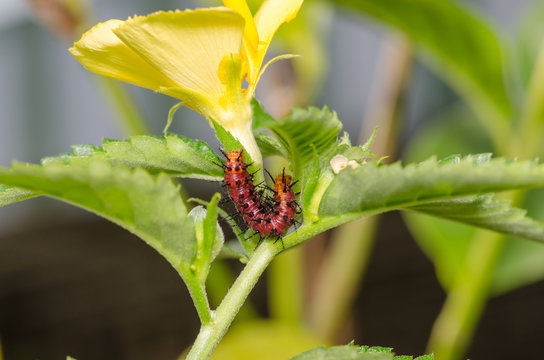 Dark red caterpillar on green leaf and yellow flower