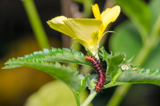 Dark red caterpillar on green leaf and yellow flower