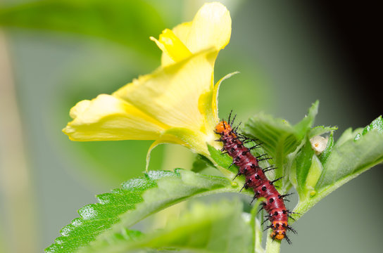 Dark red caterpillar on green leaf and yellow flower