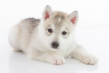 Cute Siberian husky puppy