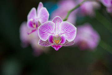 butterfly orchid flower in garden