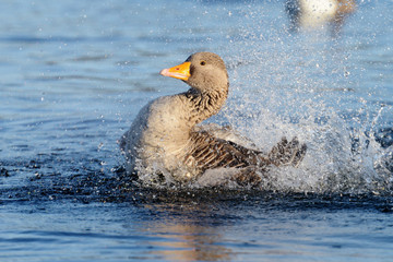 Greylag Goose, goose
