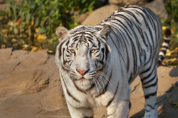 Fototapeta na wymiar Eye to eye with sunlit white bengal tiger