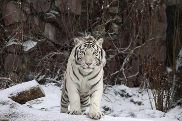 Fototapeta premium Gaze of a white bengal tiger, stepping over the fallen tree in snowy forest.