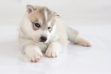 Cute Siberian husky puppy