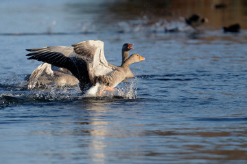 Greylag Goose, goose