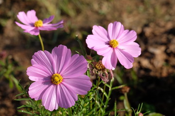 Cosmos flowers in garden