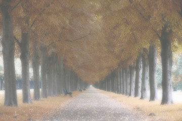 Autumn landscape, trees in the fog, Herrenhauser Allee in Hannov