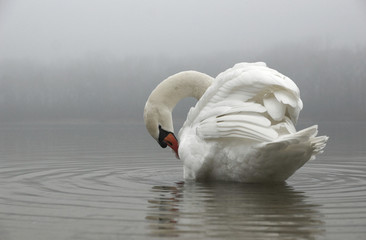 Obraz premium Czyszczenie łabędzia