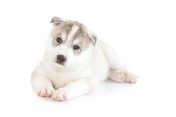 Cute Siberian husky puppy