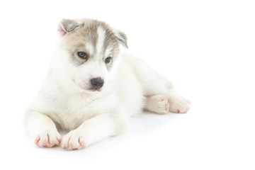 Obraz premium Cute Siberian husky puppy