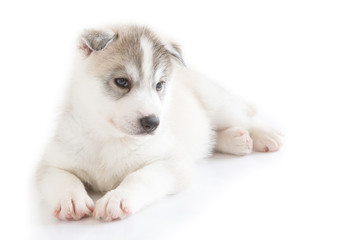 Cute siberian husky isolated background