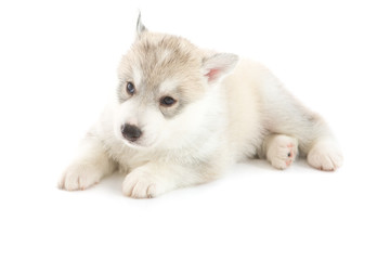 Obraz premium Cute siberian husky isolated background