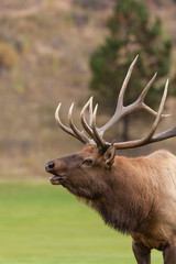 Bull Elk Bugling