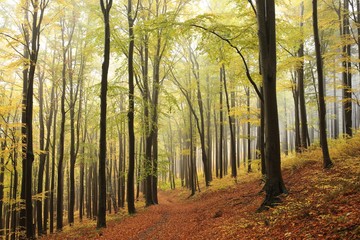 Beech trees in autumn forest on a foggy weather, October