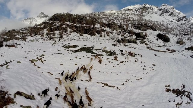 Gregge di capre sulla neve