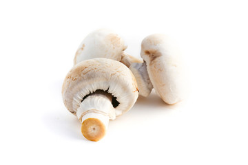 Champignons