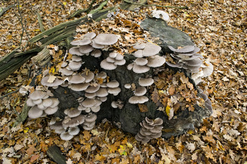Austernseitling Pilz
