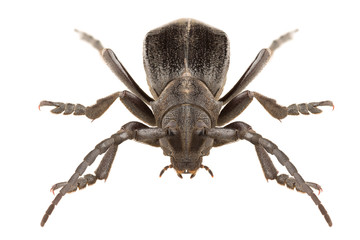 Longhorn beetle Dorcadion (Carinatodorcadion) carinatum male isolated on white background, head-on view.
