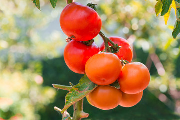 RIpe garden tomatoes ready for picking