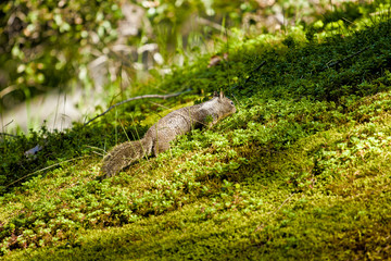squirrel in green landscape
